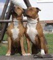 /album/spolecne/bellis-koral-10-03-27-127-orez-jpg/